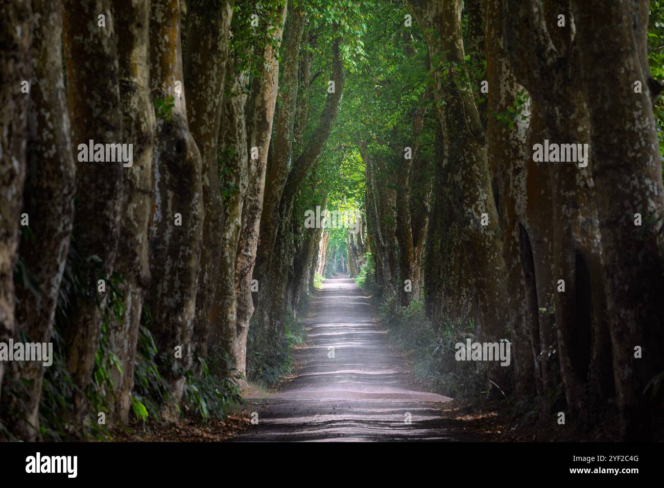 Alameda dos Platanos ist eine Feldstraße mit wunderschönen Platanen in Nossa Senhora dos Remédios, der Ostseite der Insel Sao Miguel auf den Azoren. Stockfoto