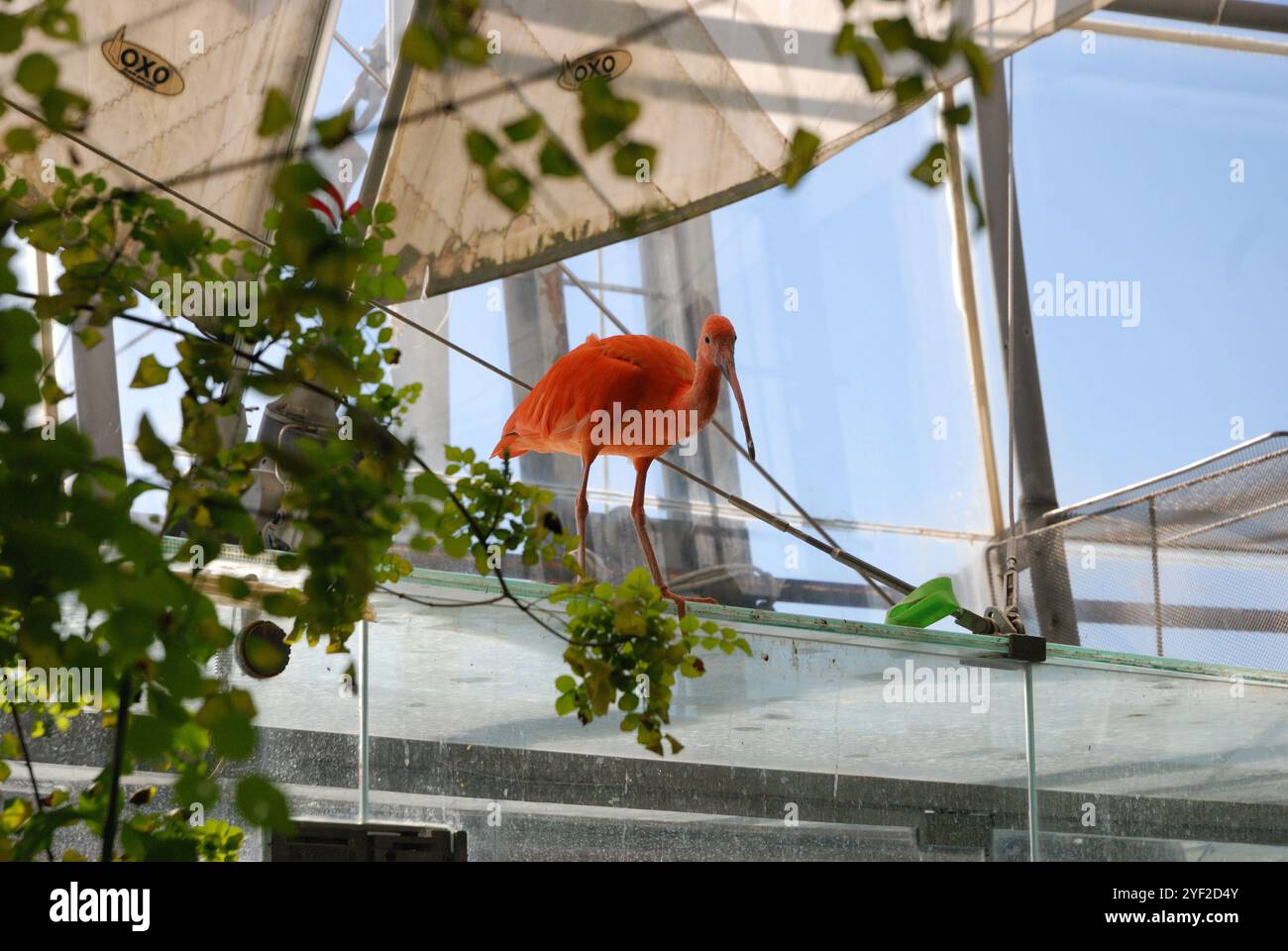 Lebendiger Flamingo auf Glasgeländern in einem Gewächshaus mit üppigem Laub und schattigen Segeln unter klarem Himmel Stockfoto