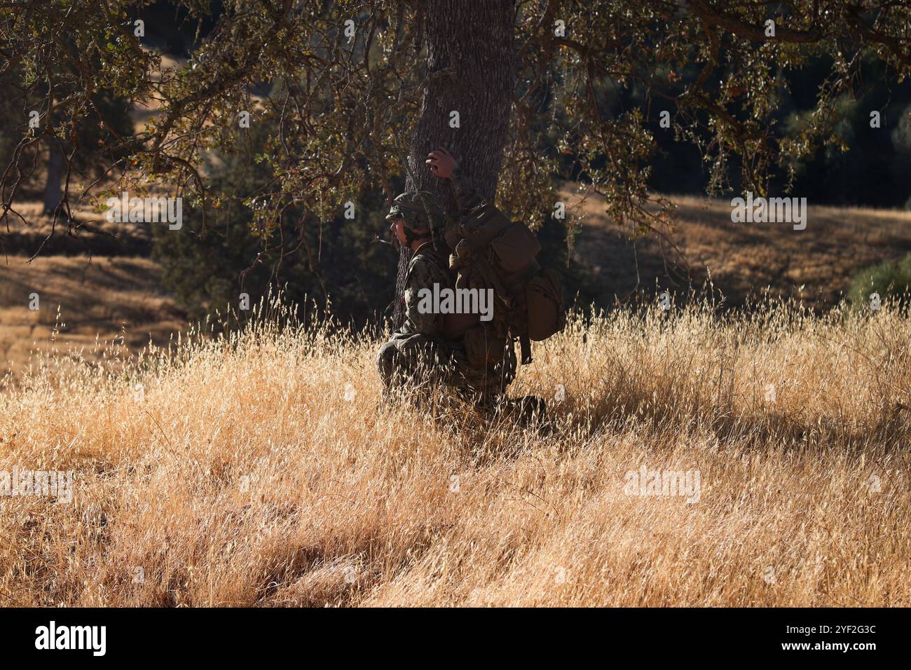Krankenhauskorpsmann 2. Klasse Jesse Turner, der dem mobilen Naval Construction Battalion (NMCB) 4 zugewiesen ist, nimmt ein Knie während einer Patrouille, um einen neuen Lagerplatz während einer Feldübungsübung in ft zu sichern und zu verteidigen. Hunter Liggett am 29. Oktober 2024. Der NMCB 4 führt einen robusten Plan für die Ausbildung von Baufähigkeiten durch, um sich auf eine dynamische Mission im gesamten Indopazifik vorzubereiten, die die strategischen Ziele des Combatant Commander unterstützt. (Foto der U.S. Navy von Mass Communication Specialist 1st Class Dakota Rayburn) Stockfoto
