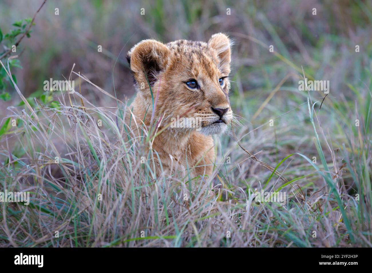 Ein Nahporträt des Gesichts eines jungen Löwenjungen Masai Mara, Kenia, Ostafrika Stockfoto