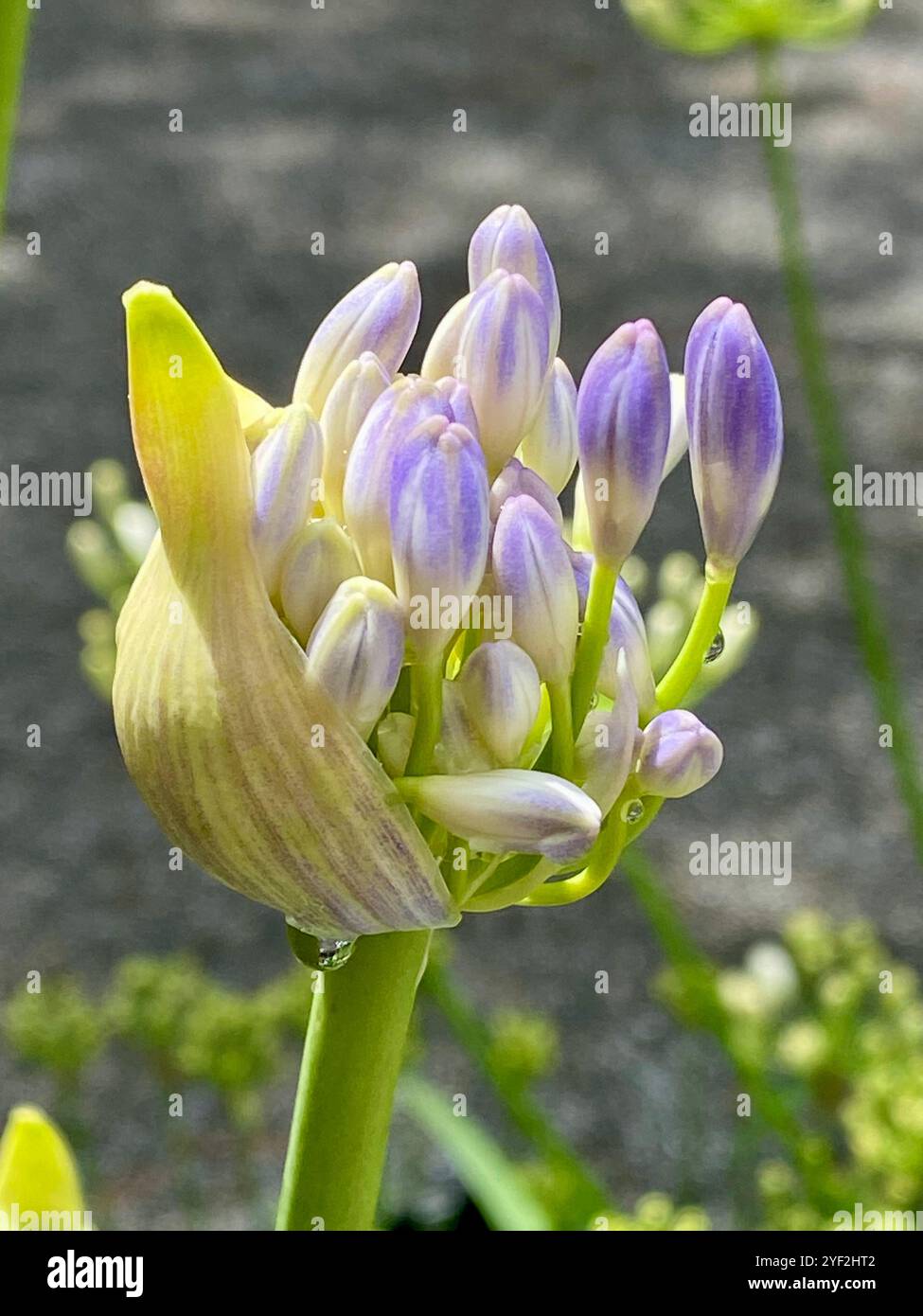 Nahaufnahme einer Agapanthus-Blume, Lilie vom Nil - Smartphone-aufgenommenes Stockfoto