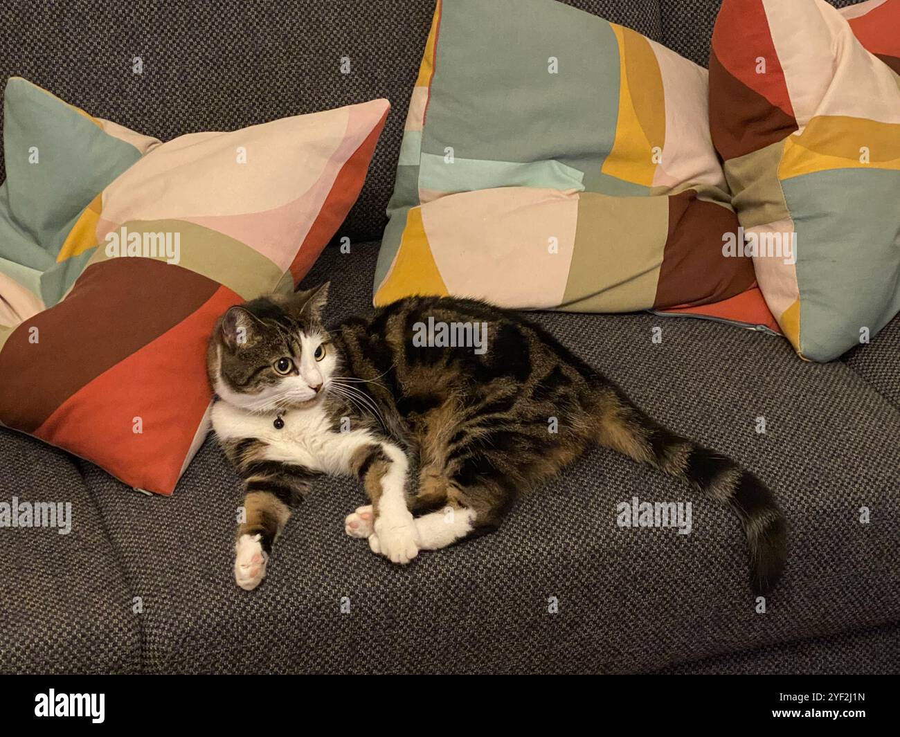 Entspannte Cat-Lounge auf einem komfortablen Sofa mit farbenfrohen Kissen - Smartphone-aufgenommenes Stockfoto