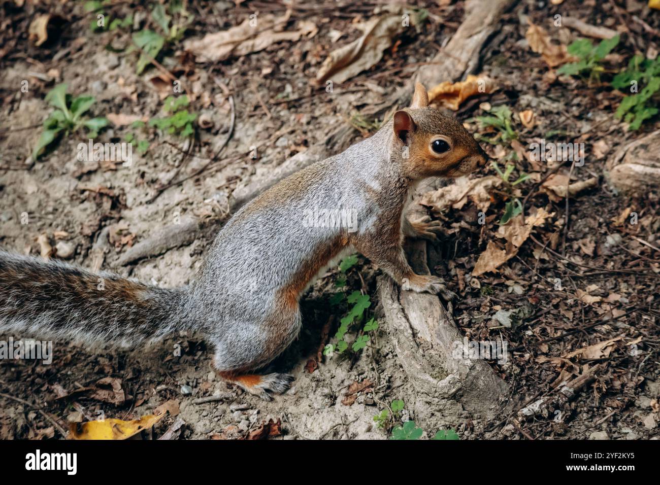 Eichhörnchen im Park von Turin Stockfoto