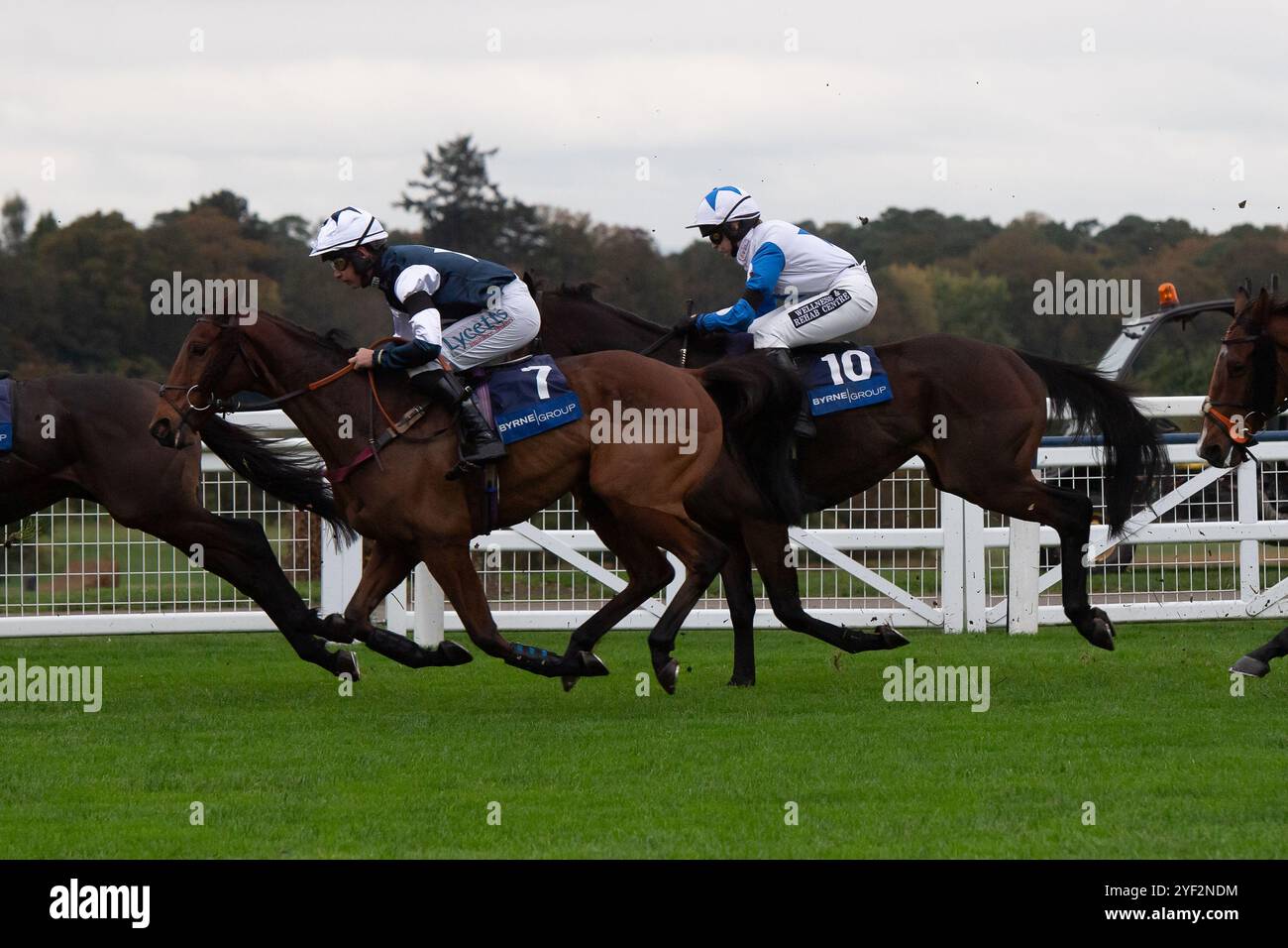 Ascot, Berkshire, Großbritannien. November 2024. MARTATOR (Nr. 7) fährt mit Jockey Charlie Deutsch (Blue Silks) auf der ersten Meile, bevor er die Byrne Group Handicap Turmjase (Klasse 1) (Premier Handicap) (GBB Race) gewann. Besitzer Camilla Norton, Trainerin Venetia Williams, Hereford, Züchter Mr H des Set Gauburge, Sponsor Faucets Limited. Quelle: Maureen McLean/Alamy Live News Stockfoto