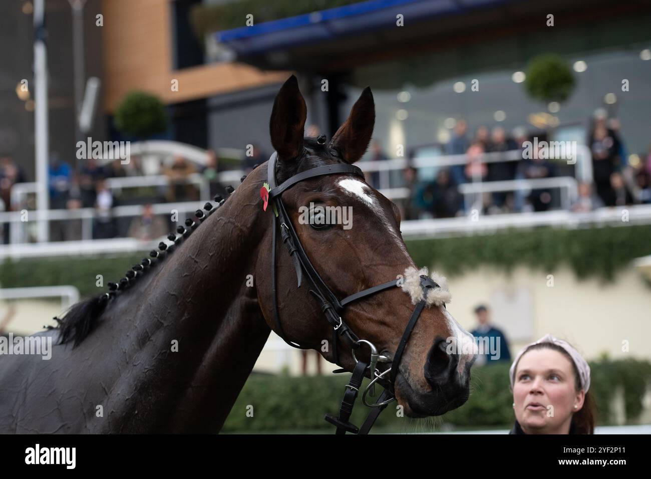 Ascot, Berkshire, Großbritannien. November 2024. CLAP OF THUNDER trägt einen Mohn, nachdem Sam Twiston-Davies das Hürdenrennen der GL-Events (Klasse 3) (GBB Race) beim Fireworks Spectacular Family Raceday auf der Ascot Racecourse, Berkshire, gewonnen hat. Besitzer Dash Grange Stud, Trainer Nigel Twiston-Davies, Cheltenham, Züchter Coolmara Stables Ltd Quelle: Maureen McLean/Alamy Live News Stockfoto