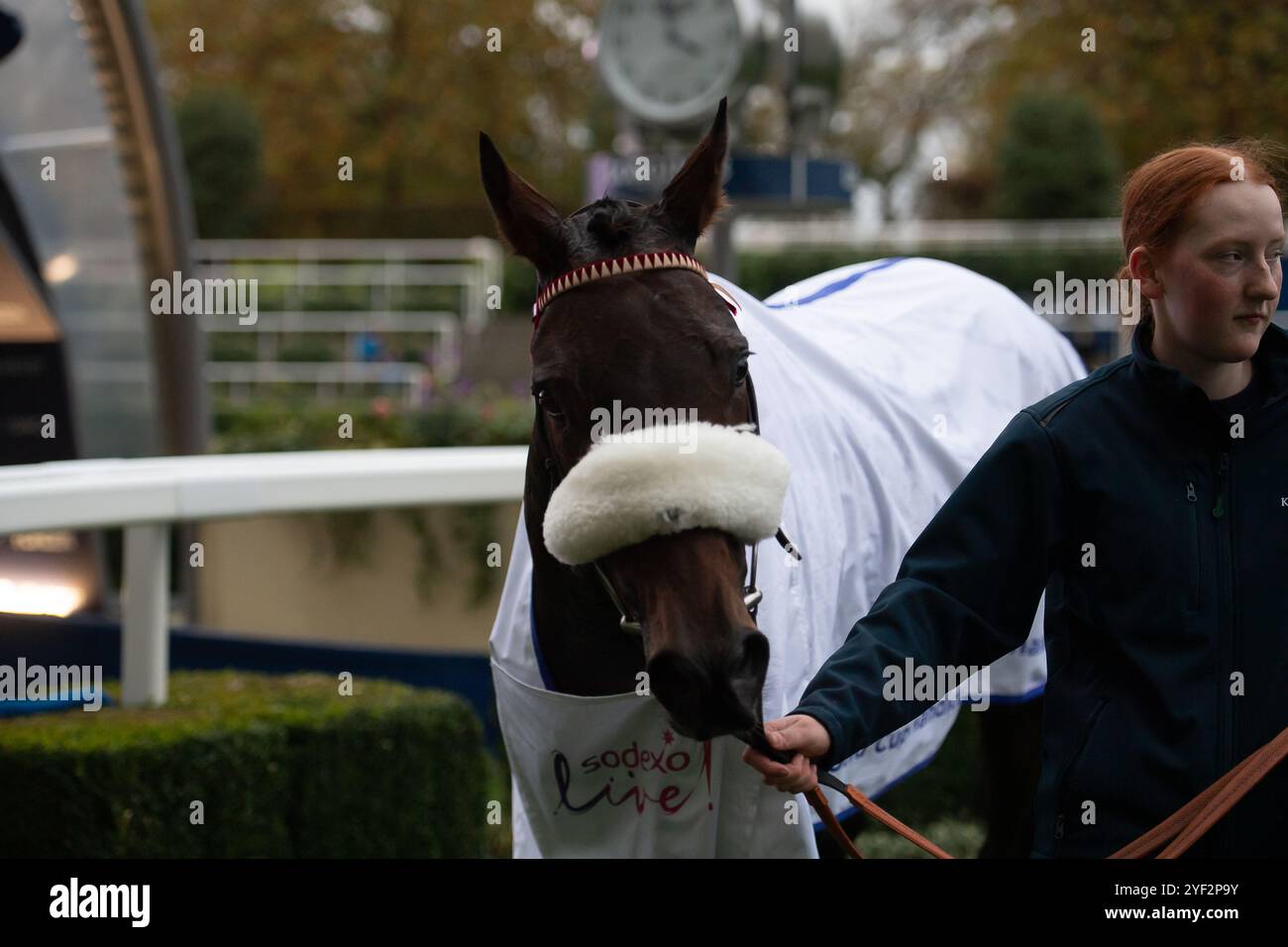 Ascot, Berkshire, Großbritannien. November 2024. CHIANTI CLASSICO, geritten von Jockey Tom Bellamy, gewinnt den Sodexo Live! Gold Cup Handicap Steeple Chase (Klasse 1) (Premier Handicap) (GBB Race) beim Fireworks Spectacular Family Raceday auf der Ascot Racecourse, Berkshire. Besitzer Sir Francis Brooke & R A Pilkington, Trainer Kim Bailey, Cheltenham, Züchter David O’Connell, Sponsor Kim Bailey Racing Ltd Quelle: Maureen McLean/Alamy Live News Stockfoto