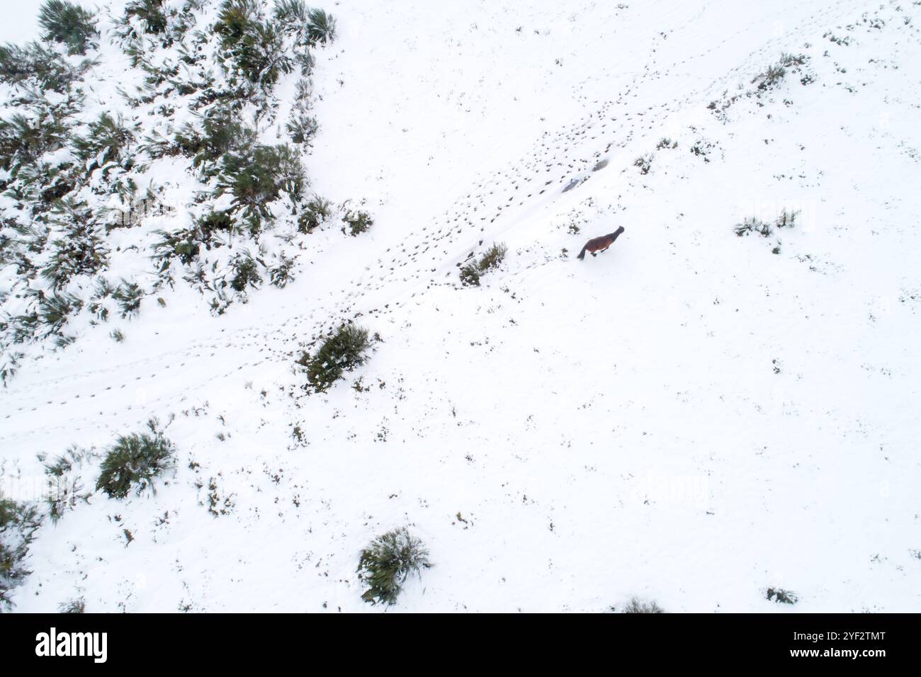 Ein wildes Pferd in einer verschneiten Landschaft, aus der Vogelperspektive von einer Drohne. Winter Natur Konzept Hintergrund Stockfoto
