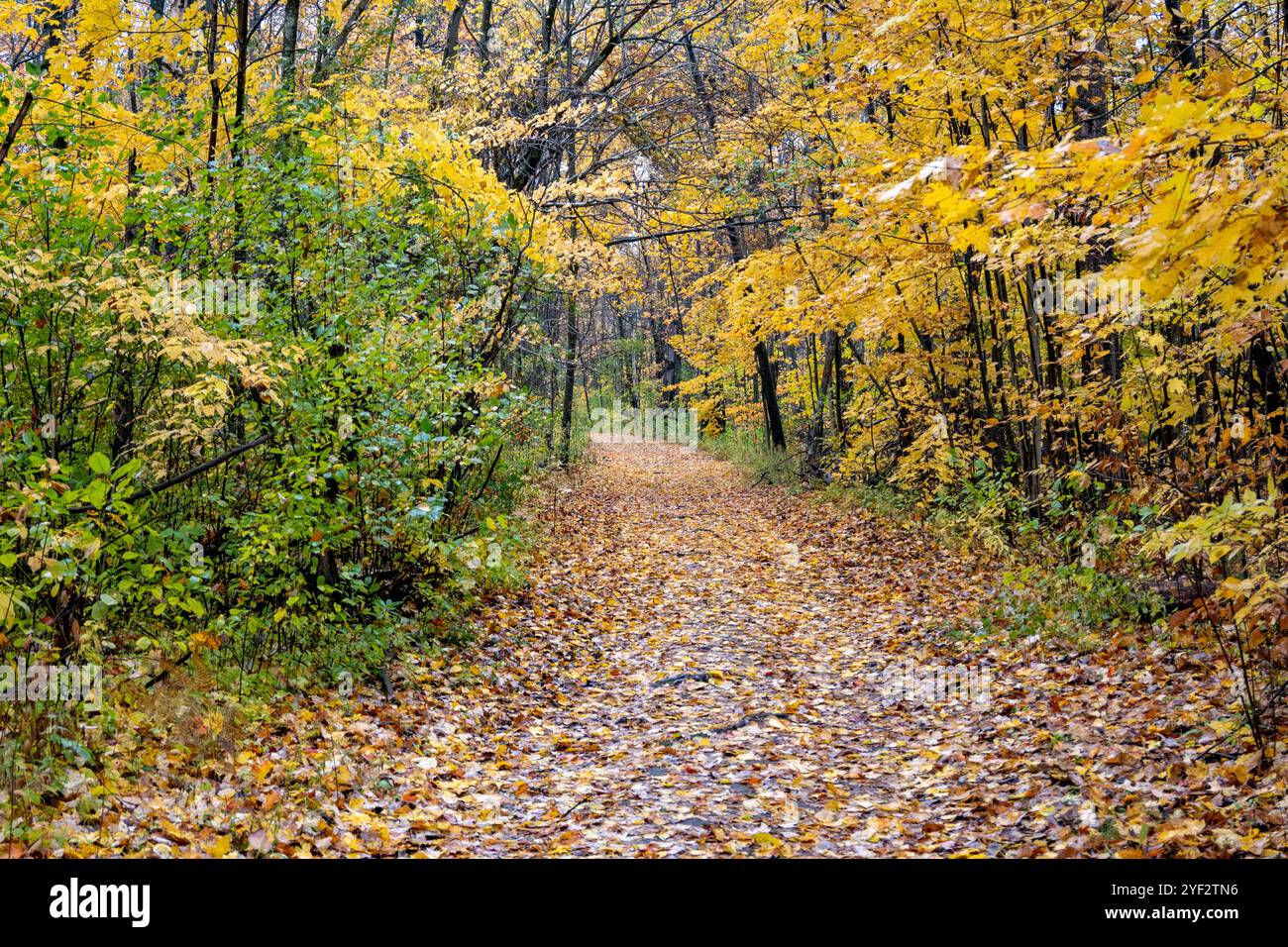 Ein Pfad in einem Wald, der während der Herbstsaison mit gelben und grünen Blättern bedeckt ist. Grüne Büsche an der Seite, Bäume ohne Blätter. Stockfoto