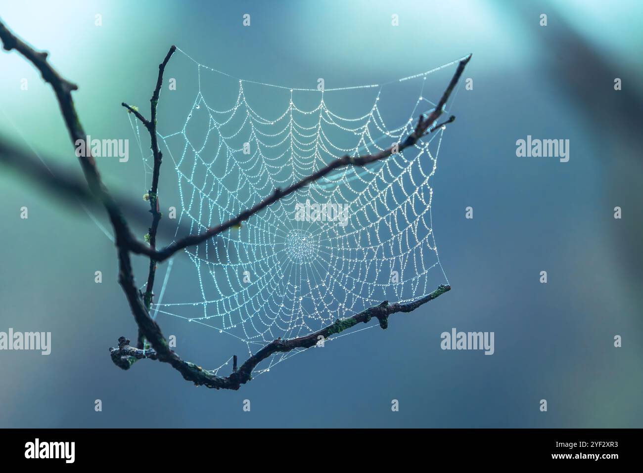 Spinnennetz bedeckt mit Wassertröpfchen Stockfoto