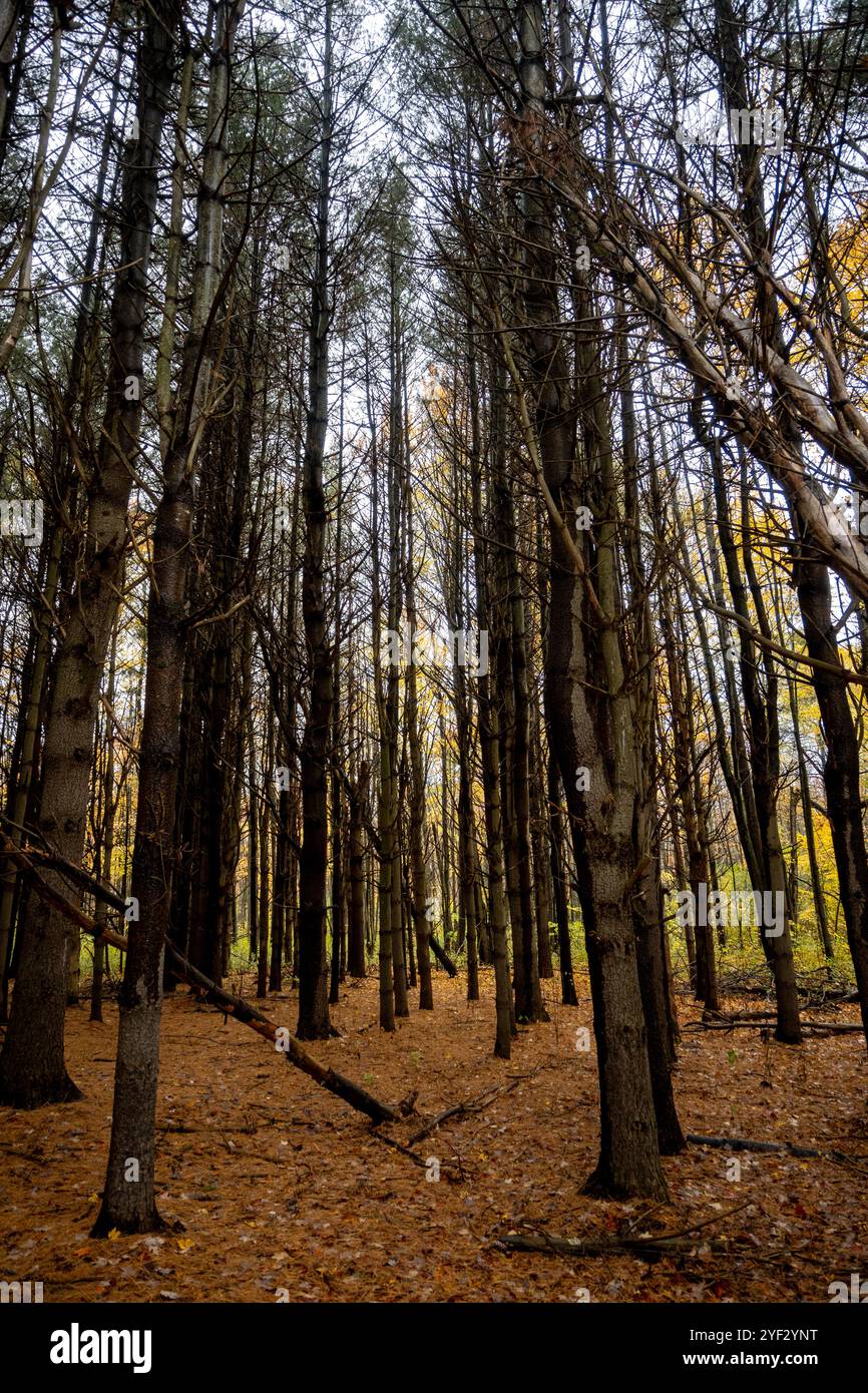 Eine Reihe von Tannenbäumen im Wald mit Blättern auf dem Boden. Stockfoto