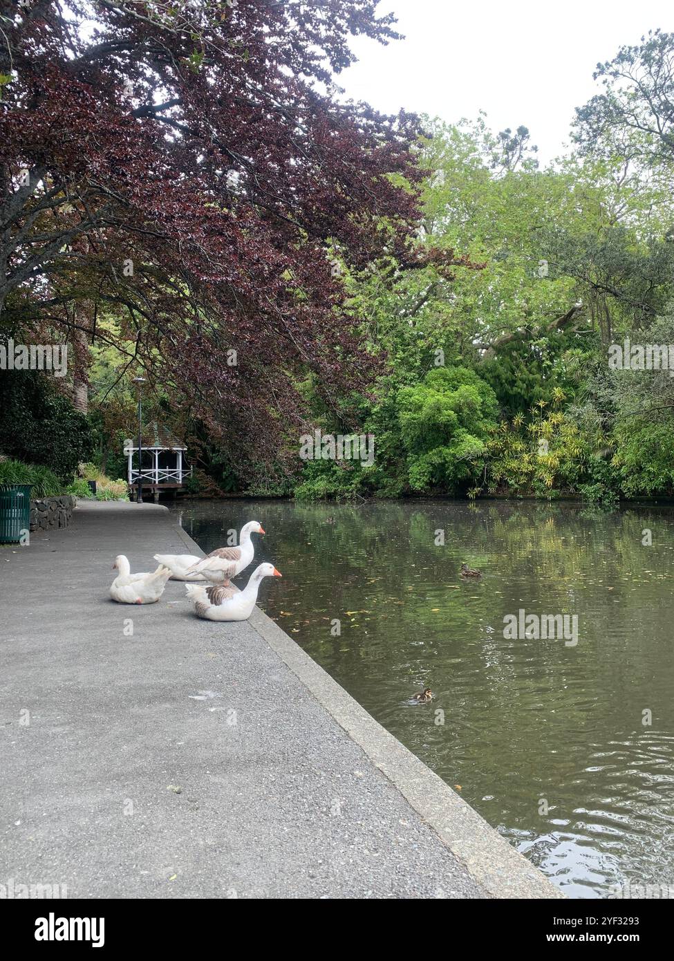 Gänse am See - Smartphone-aufgenommenes Stockfoto