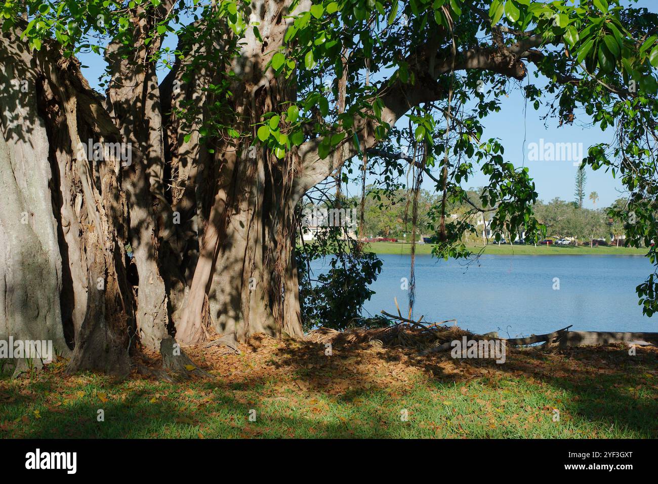 Großer Banyan-Baum am frühen Morgen Sonnenschein und Schatten Crescent Lake Park St. Petersburg, FL. Brauner Stamm und Wurzeln, die nach unten hängen, mit hellgrünem Hintergrund Stockfoto