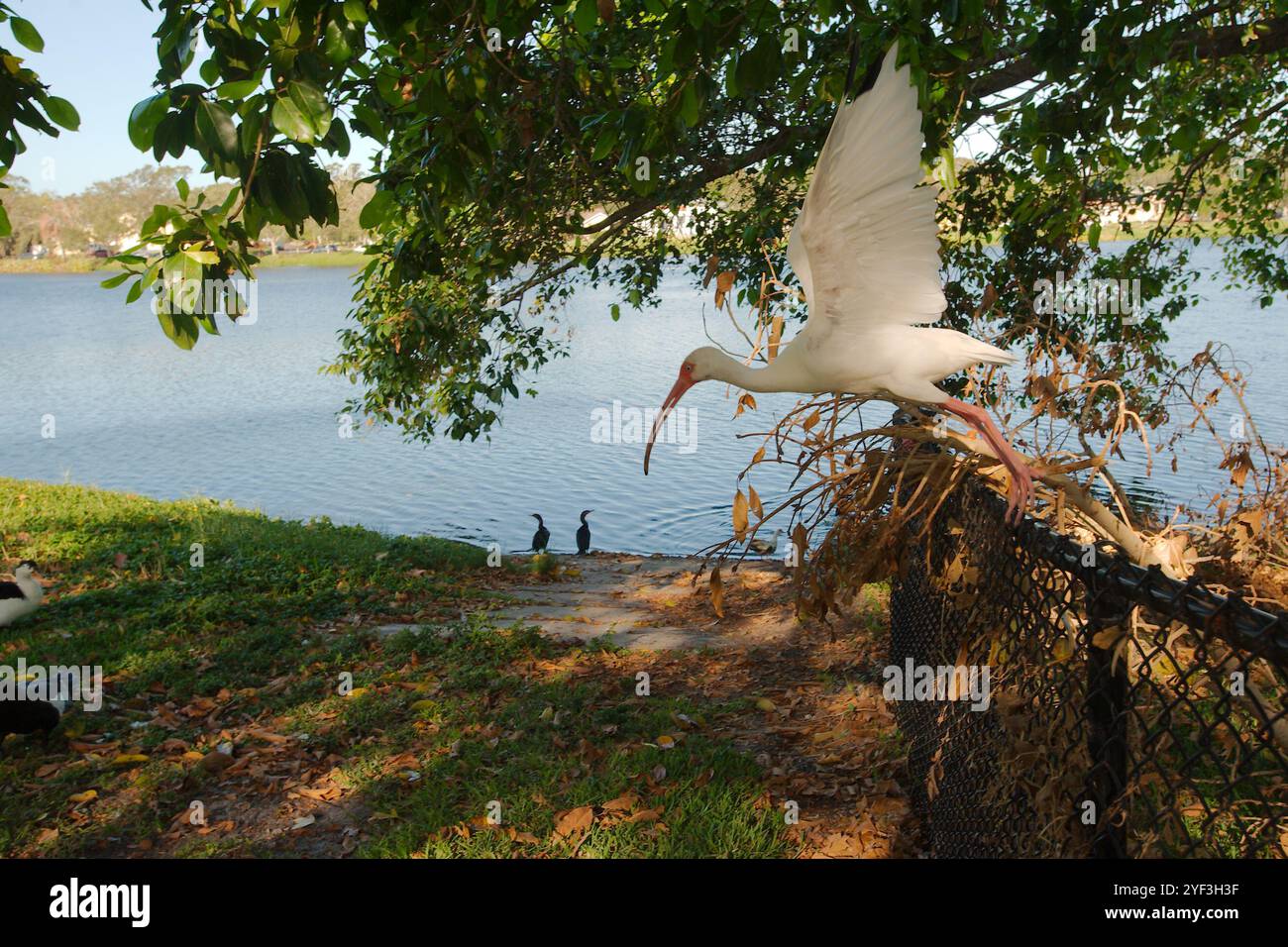 Profil American White Ibis auf einem Zaun hebt mit Banyan-Bäumen die Morgensonne und den Schatten des Crescent Lake Park St. Petersburg, FL ab. See in Stockfoto