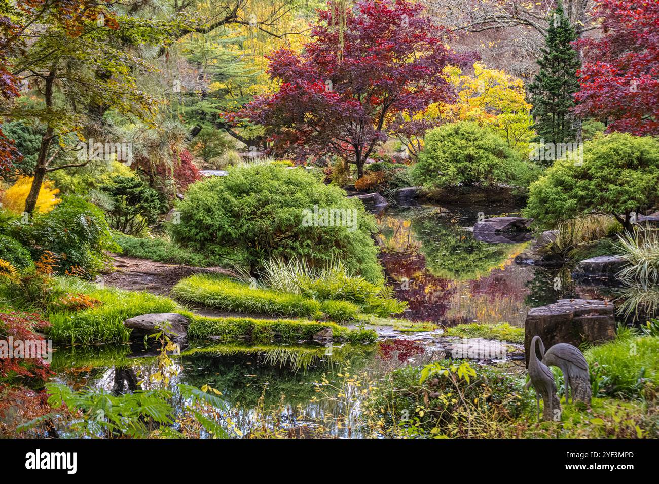 Japanische Gartenahorn mit bunten Herbstlaub in den erstklassigen Gibbs Gardens auf Ball Ground, Georgia. (USA) Stockfoto