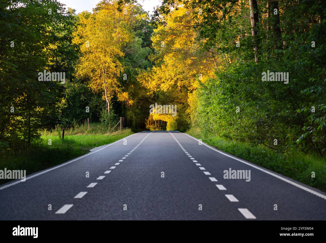 Eine Asphaltstraße zieht sich durch Bäume mit goldenem Laub, beleuchtet von einem warmen niederländischen Sommeruntergang, lädt zur Ruhe und Erkundung ein Stockfoto