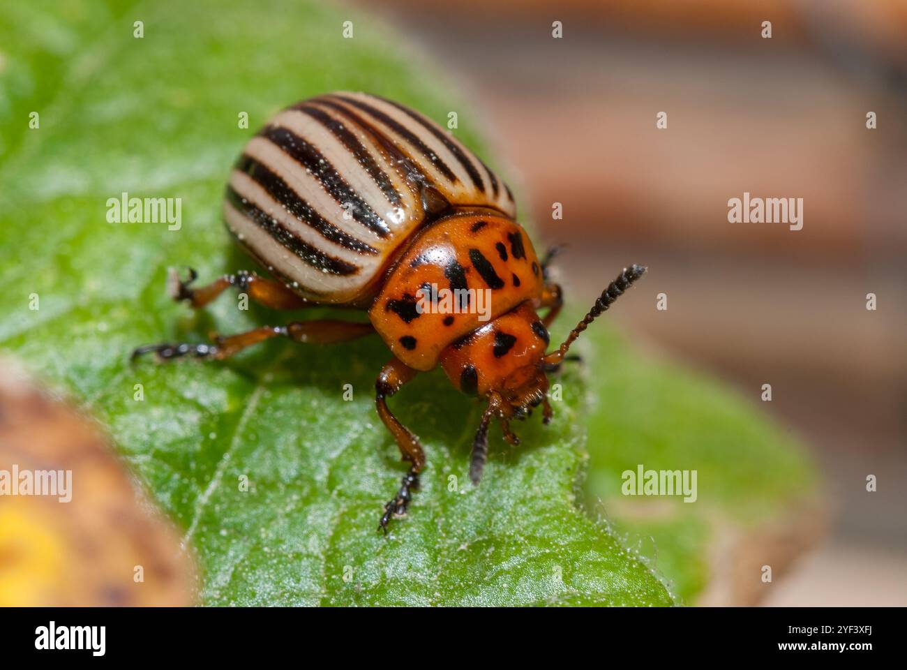 Kartoffelkäfer, Kartoffelkäfer aus Colorado, Leptinotarsa decemlineata, auf einem grünen Blatt, Spanien Stockfoto