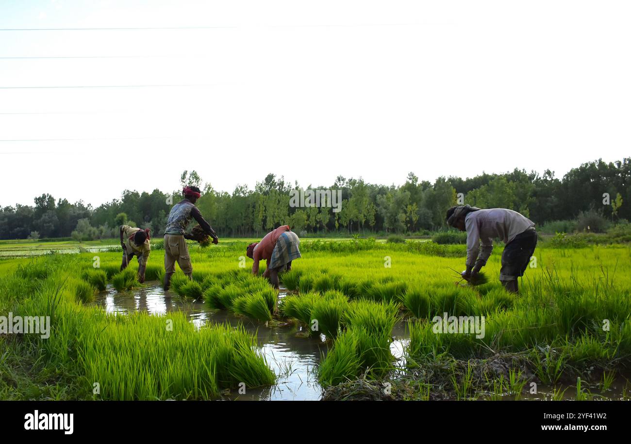 Kaschmir-Bauern bauen Reis am 7. Juli 2019 auf Reisfeldern am Stadtrand von Srinagar an, im indischen Kaschmir. Reis ist ein Grundnahrungsmittel im Kaschmir-Tal, und die Reiskultur ist die am weitesten angebaute Kulturpflanze im Jammu- und Kaschmir-Staat. Die Reihenkulturen gelten als Teil des reichen kulturellen Erbes des Kaschmirtals Stockfoto