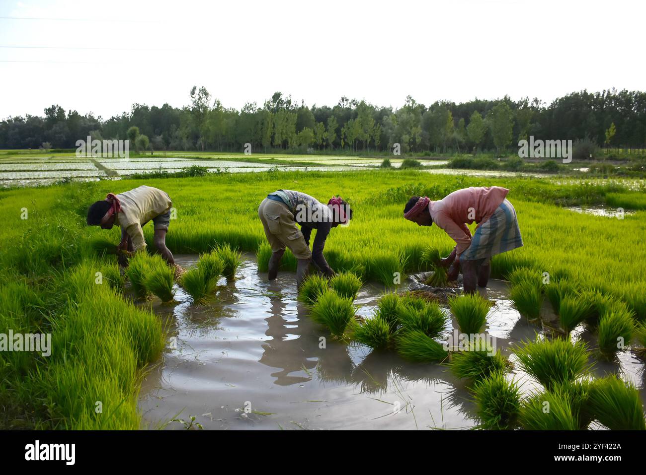 Kaschmir-Bauern bauen Reis am 7. Juli 2019 auf Reisfeldern am Stadtrand von Srinagar an, im indischen Kaschmir. Reis ist ein Grundnahrungsmittel im Kaschmir-Tal, und die Reiskultur ist die am weitesten angebaute Kulturpflanze im Jammu- und Kaschmir-Staat. Die Reihenkulturen gelten als Teil des reichen kulturellen Erbes des Kaschmirtals Stockfoto