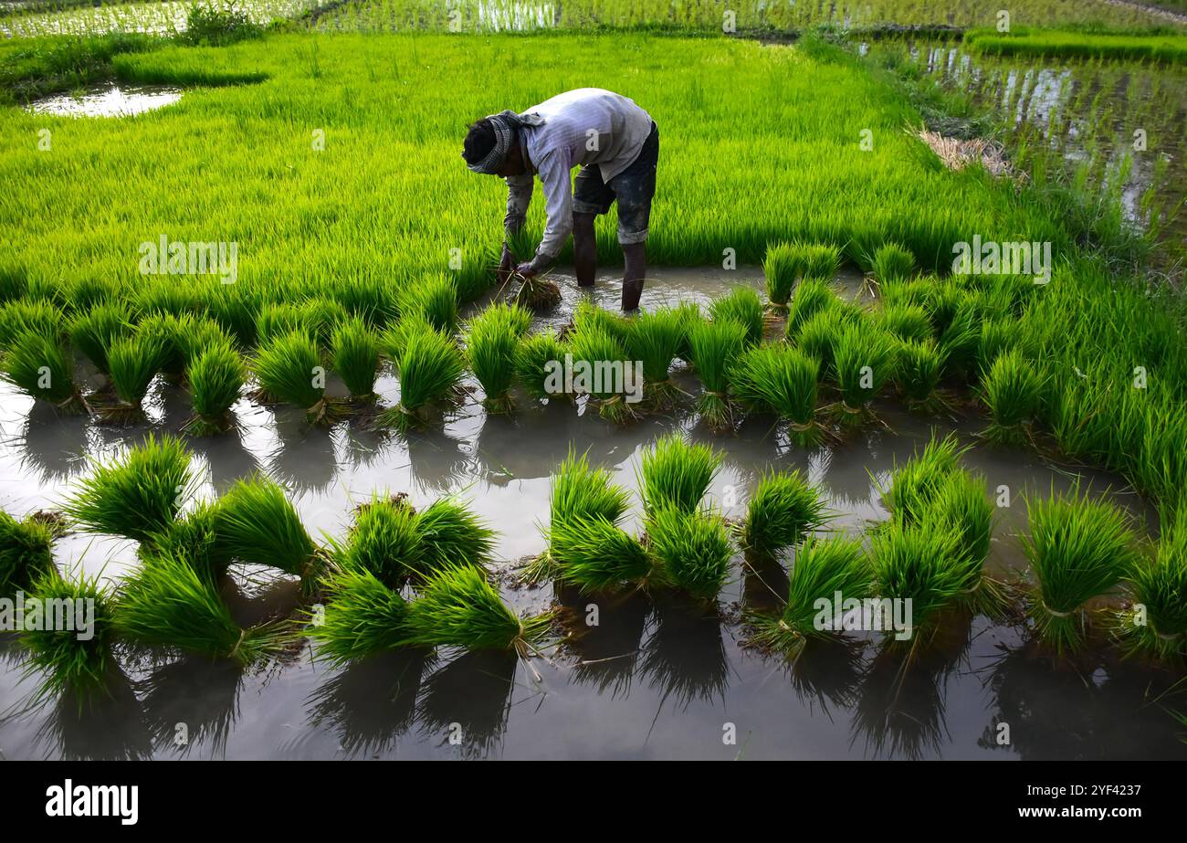 Kaschmir-Bauern bauen Reis am 7. Juli 2019 auf Reisfeldern am Stadtrand von Srinagar an, im indischen Kaschmir. Reis ist ein Grundnahrungsmittel im Kaschmir-Tal, und die Reiskultur ist die am weitesten angebaute Kulturpflanze im Jammu- und Kaschmir-Staat. Die Reihenkulturen gelten als Teil des reichen kulturellen Erbes des Kaschmirtals Stockfoto