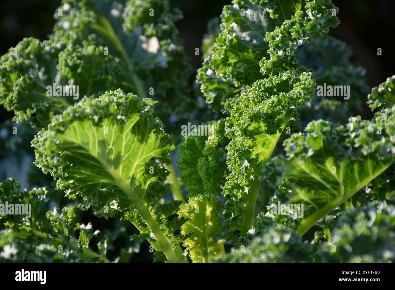 Frischer Grünkohl, Curl Leaf Grünkohl im Plantagenfeld. Stockfoto