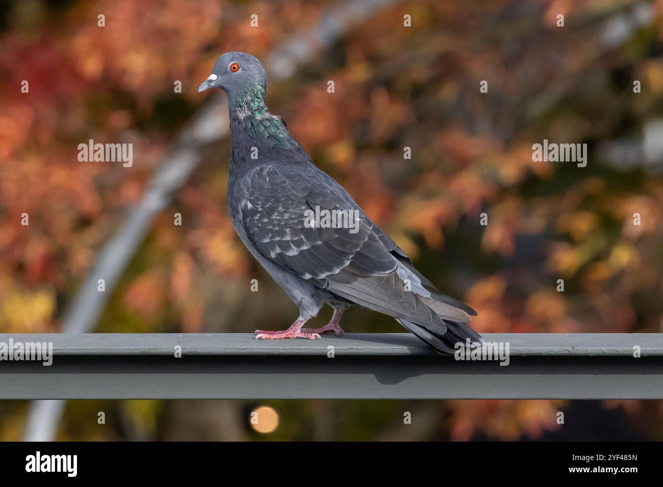 Nancy, Frankreich - Blick auf eine Felstaube, die auf einem Metallgeländer sitzt und einen Baum in Herbstfarben im Hintergrund hat. Stockfoto