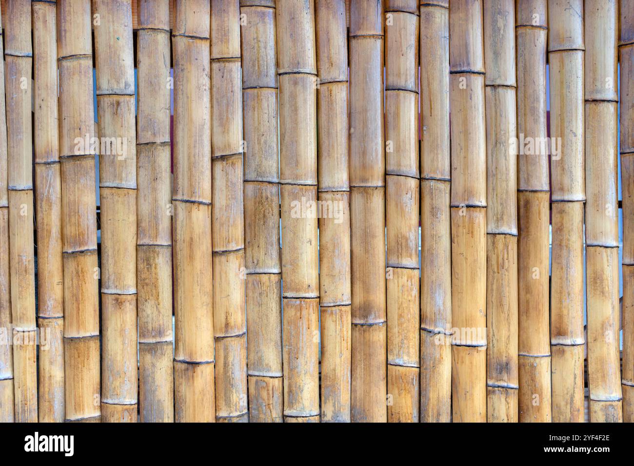 Bambuszaun. Vertikal ausgerichtete Bambusstiele, dicht zusammengepackt. Stockfoto