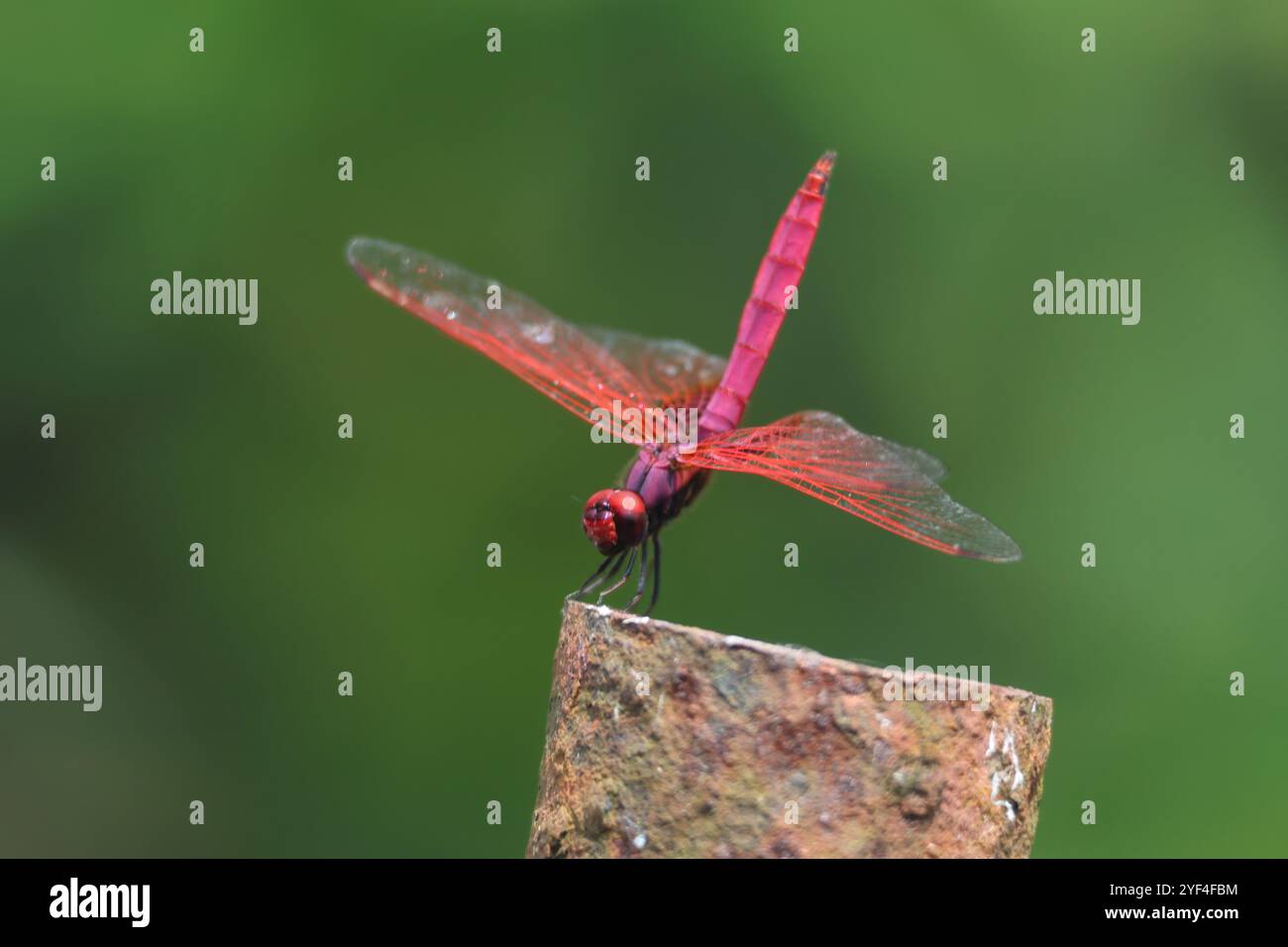 Crimson Sumpfgleiter. Trithemis aurora ist eine Libellenart aus der Familie Libellulidae. Sie wird im ganzen Jahr über im indischen Subco gefunden Stockfoto