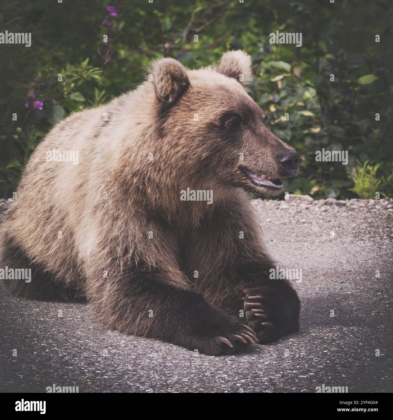 Hungrig und zornig wilde Kamtschatka Braunbär liegt und schauen weg. Eurasien, Russischen Fernen Osten, Halbinsel Kamtschatka. Braun vintage getonten Bild mit Instag Stockfoto