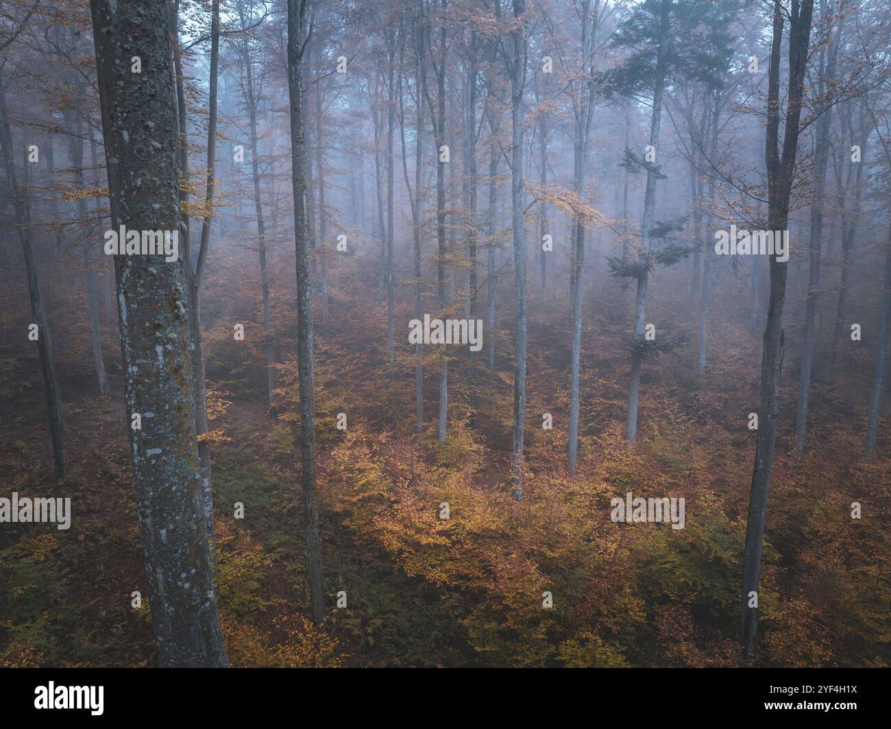 Nebliger Herbstwald mit Orangenblättern und ruhiger Atmosphäre, Gechingen, Schwarzwald, Deutschland, Europa Stockfoto