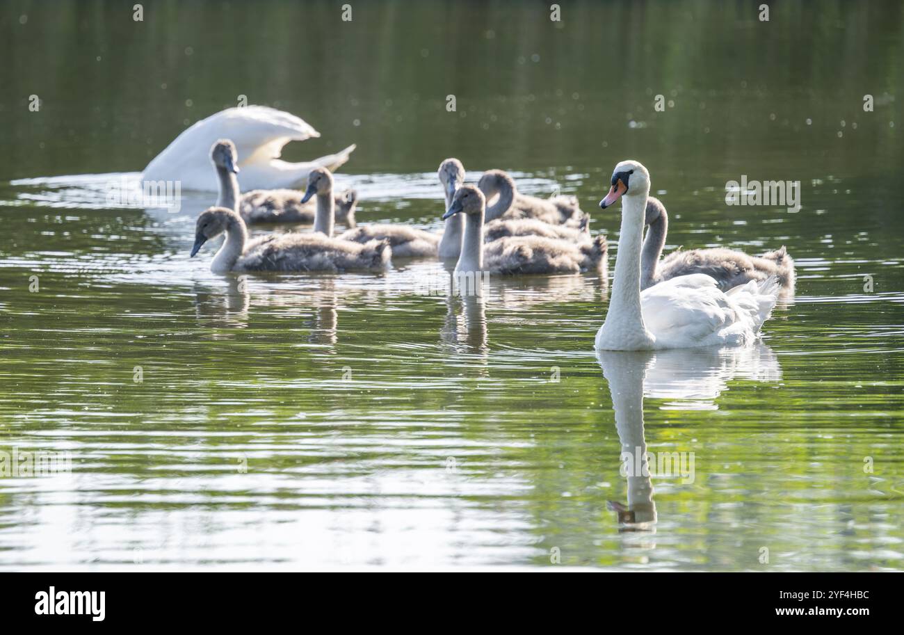 Stummer Schwan (Cygnus olor), Erwachsene und Jugendliche schwimmen auf einem Teich, Thüringen, Deutschland, Europa Stockfoto