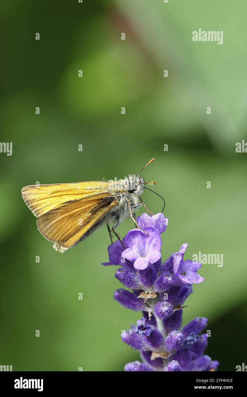 Großer Kapitän (Ochlodes venatus), Nektar aus einer Blume des Gemeinen Lavendels (Lavandula angustifolia), Nahaufnahme, Makrofoto, Wilnsdorf, Stockfoto