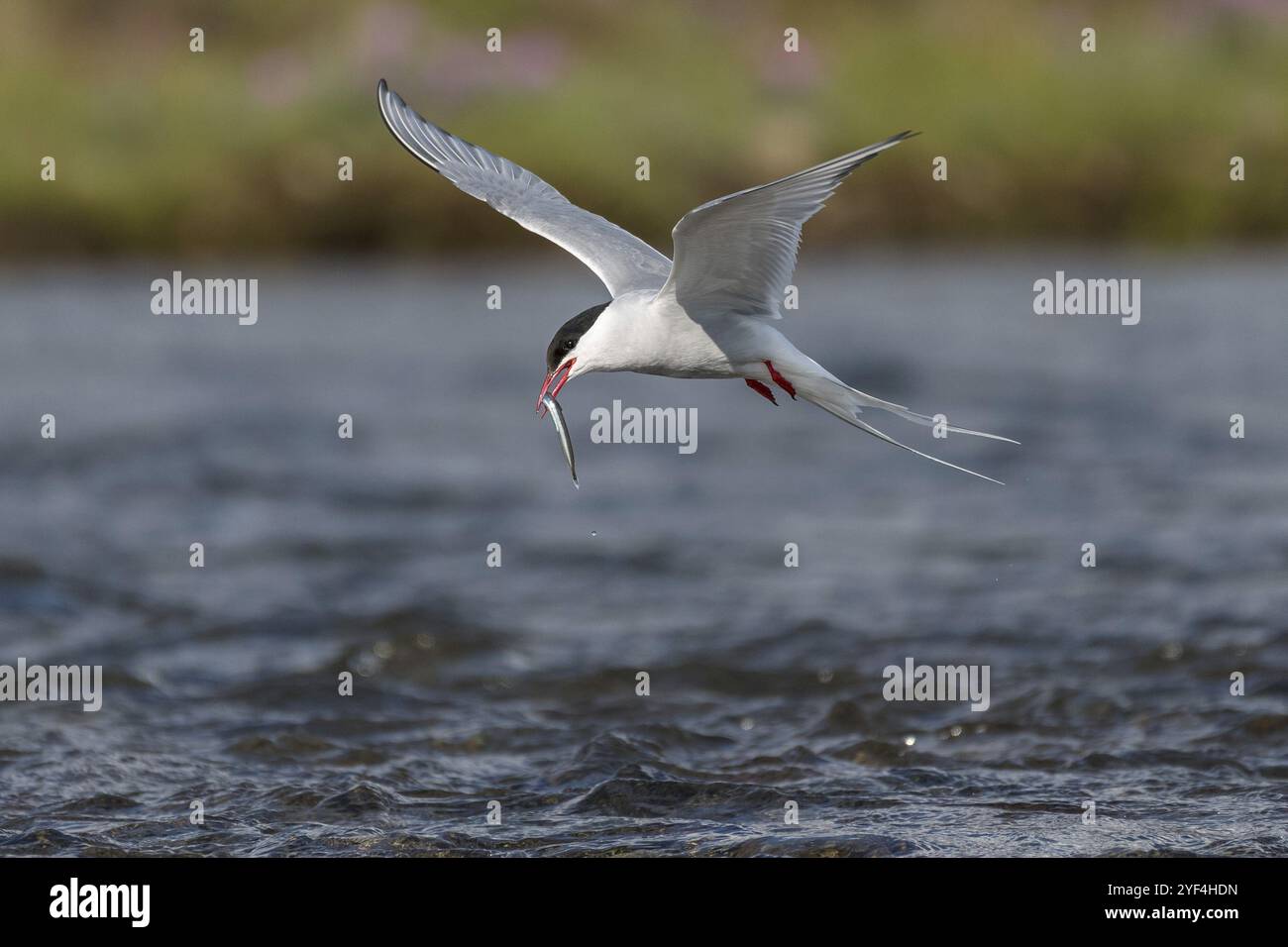 Arktische Seeschwalbe (Sterna paradisaea) mit Sandaal im Schnabel, im Flug beim Fischen über einem Fluss, Island, Europa Stockfoto