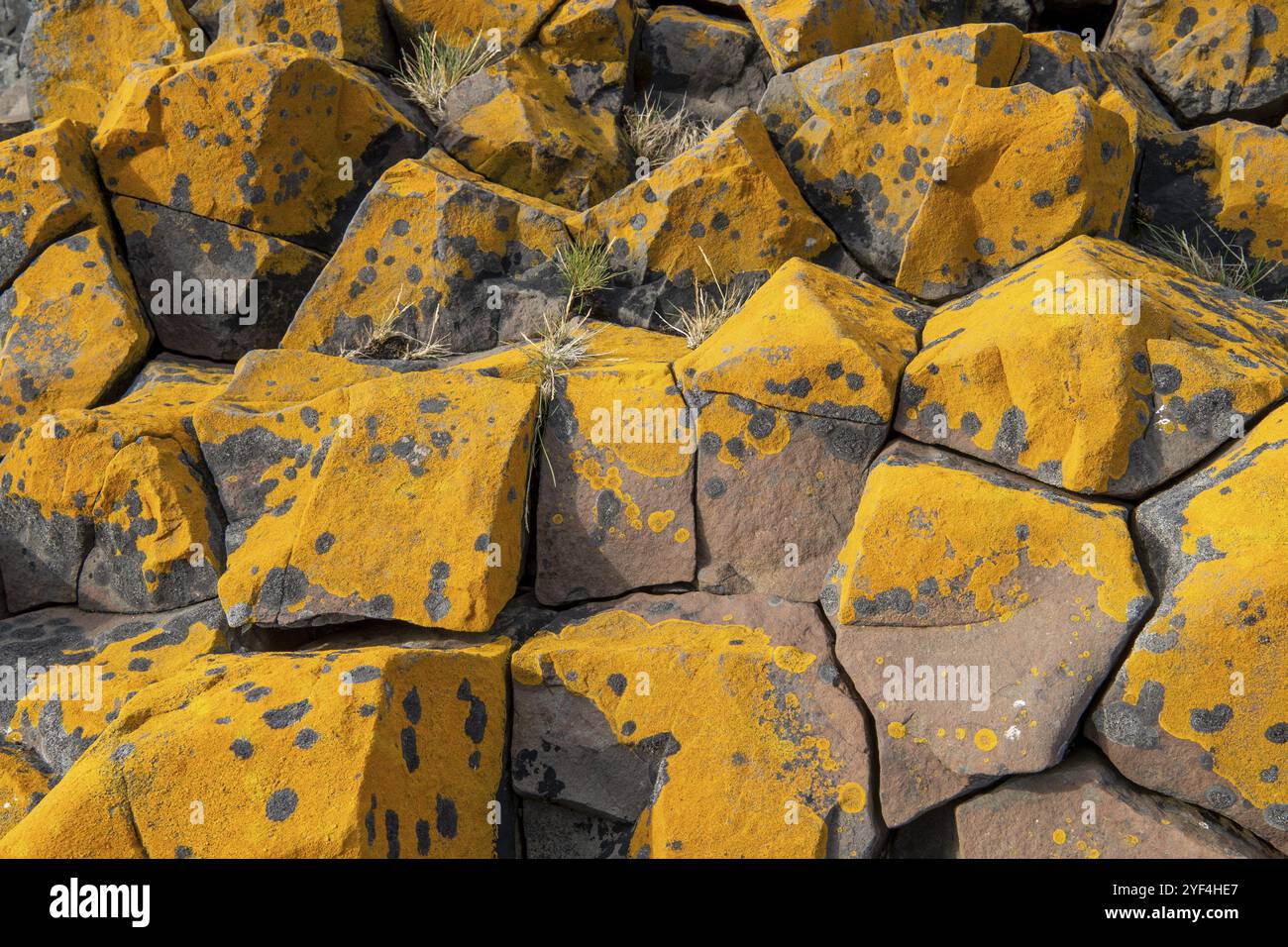 Orange-gelbe Flechte auf Säulenbasalt, Island, Europa Stockfoto