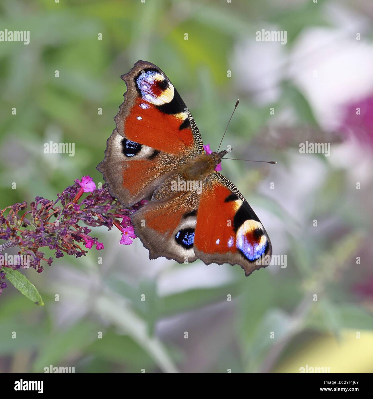 Pfauenfalter (Inachis io) saugt Nektar an Schmetterlingsstrauch (Buddleja davidii), in einer natürlichen Umgebung in freier Wildbahn, Nahaufnahme, Tierwelt, Insekten Stockfoto
