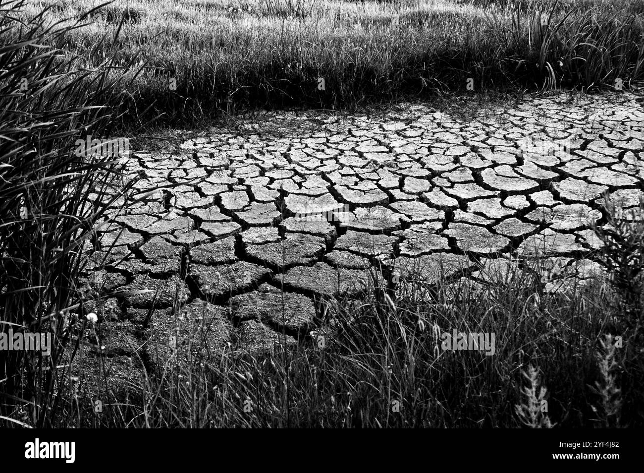 Schwarzweiß-Bild von gerissenem, trockenem Boden, umgeben von Gras, das Dürrebedingungen zeigt. Stockfoto