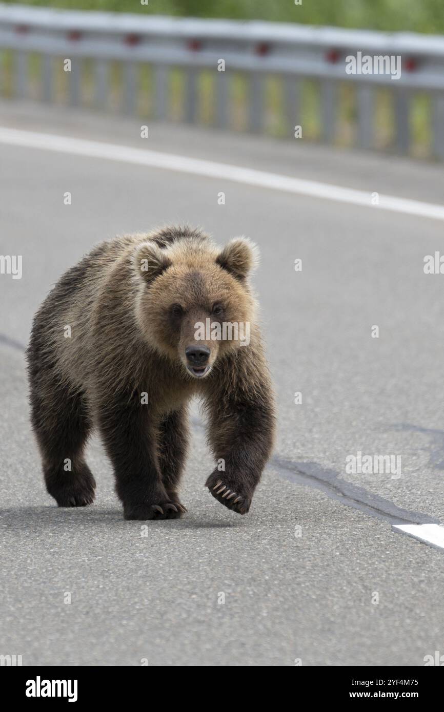 Hungriger aggressiver wilder Kamtschatka-Braunbär, der auf einer Asphaltstraße spaziert und nach vorne blickt. Eurasien, Russischer Fernost, Kamtschatka-Gebiet Stockfoto