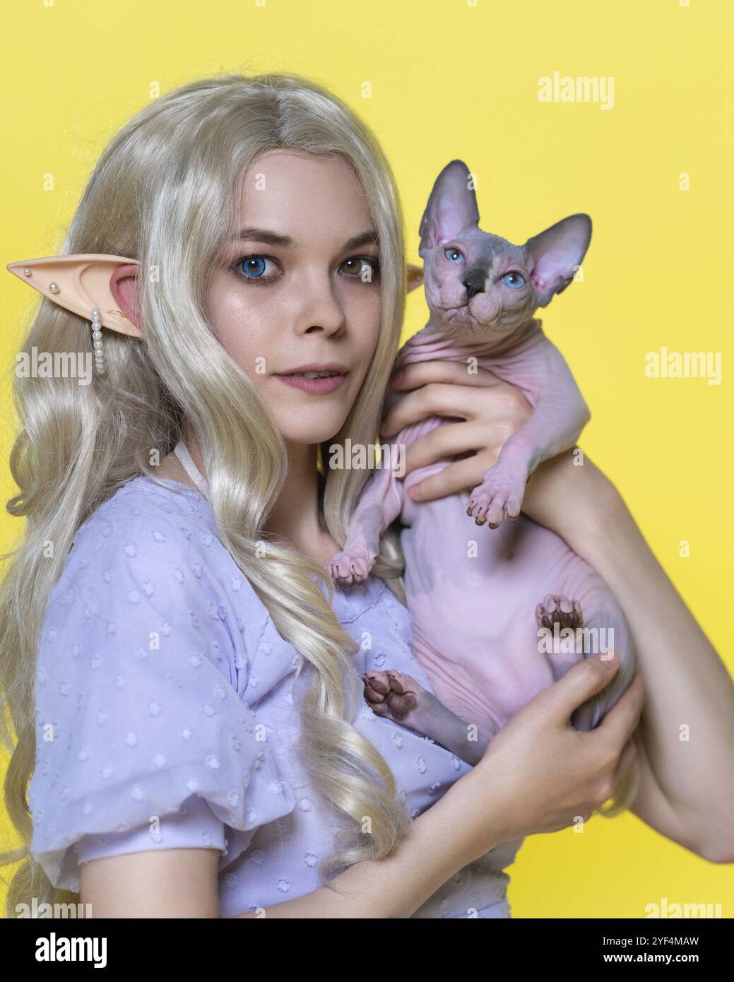 Junge blonde Frau kosplay Elf in blauem Kleid, die Sphinx-Kätzchen in Händen hält und es zeigt. Elfe mit lockigen langen Haaren, Piercings im Ohr, Augen unterschiedlicher Art Stockfoto