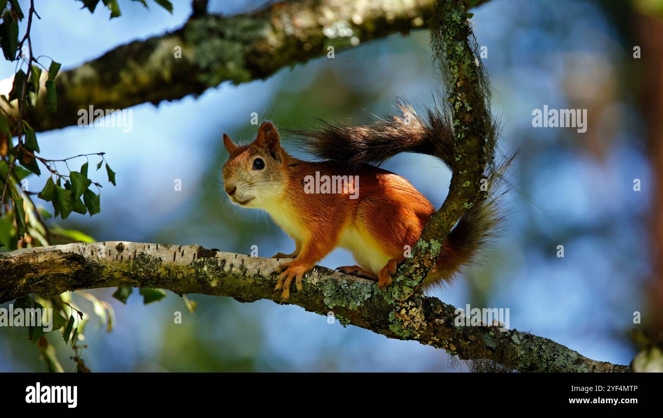 Eurasische rote Eichhörnchen in Finnland Stockfoto