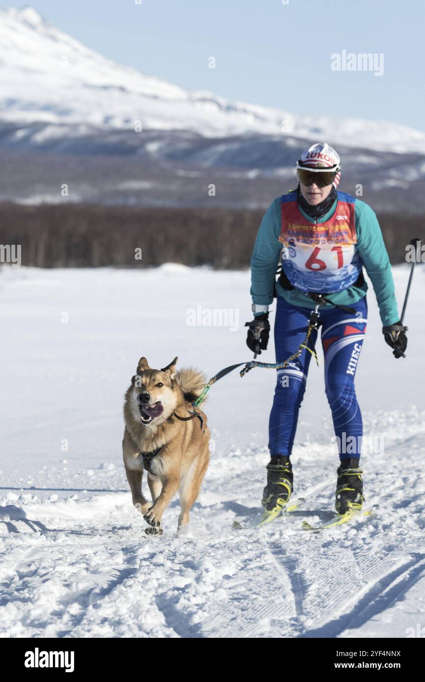 PETROPAVLOVSK-KAMTSCHATSKI, HALBINSEL KAMTSCHATKA, RUSSLAND, 10. Dezember 2016: Kamtschatka-Sportlerin Skier-Rennfahrerin Bahur Anna und Schlittenhund Laika namens Alma. Skijo Stockfoto