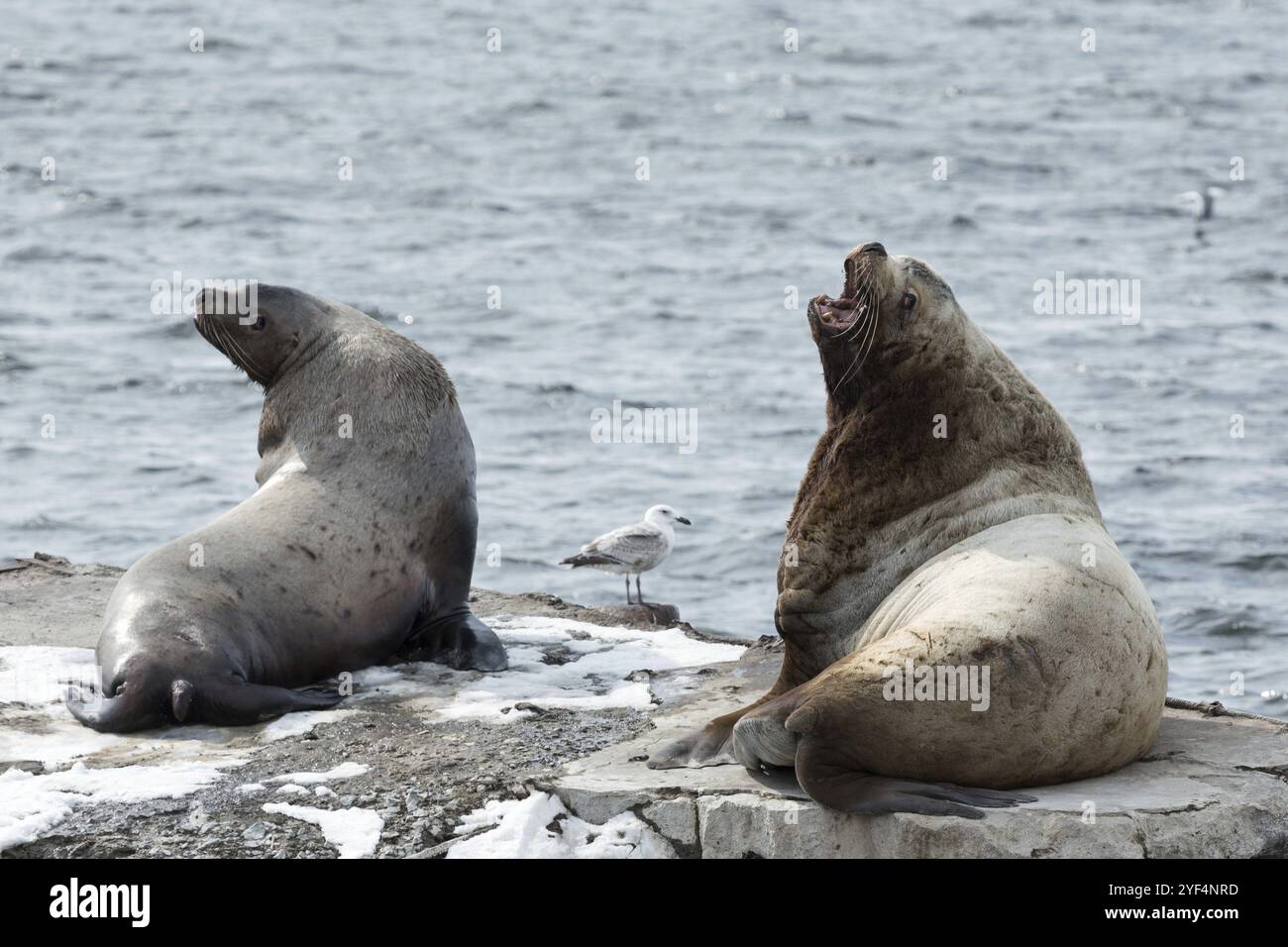 Natur von Kamchatka: rookery Steller Seelöwe oder Nördliche Seelöwen Eumetopias jubatus. Pazifik, Russland, Kamtschatka-Halbinsel, Avachinskaya Bay, P Stockfoto