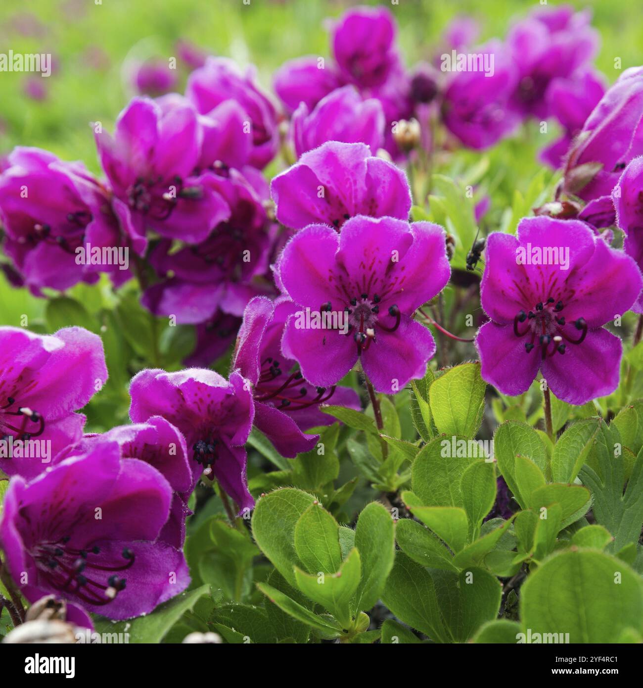 Wunderschöne Flora der Halbinsel Kamtschatka: Wilde alpine violette Blumen Rhododendron Camtschaticum in der Sommersaison. Eurasien, Russischer Fernost, Kamtschatka R Stockfoto