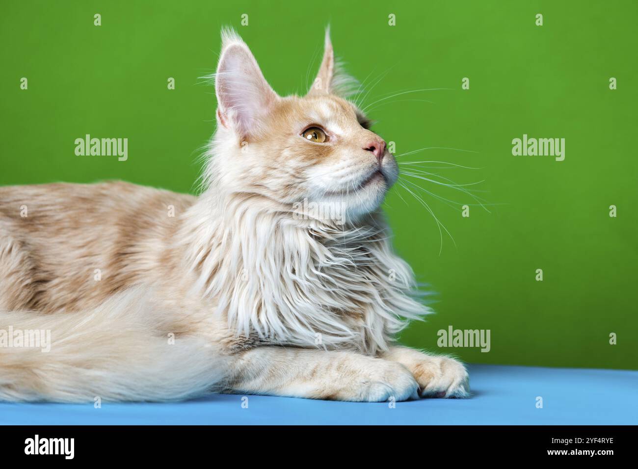 Porträt eines roten, tabby männlichen American Forest Cat, der auf hellblauem und grünem Hintergrund liegt, blickt auf Stockfoto