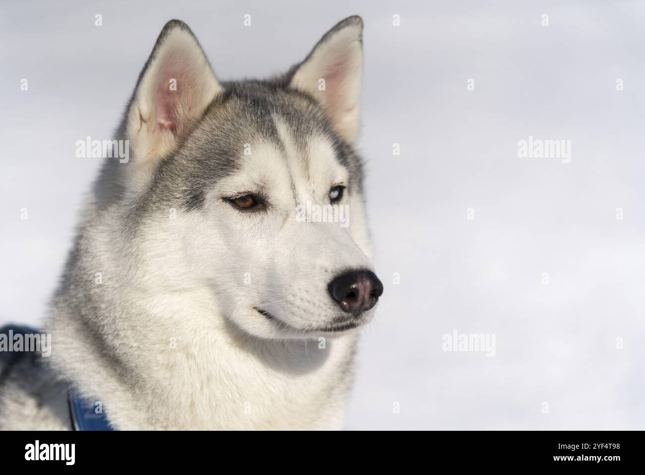 Portrait von süßen Hundeschlitten Rasse vor Wintersport-Meisterschaft Kamtschatka Kids Wettbewerbe Hundeschlitten Rennen Dyulin Beringia. Halbinsel Kamtschatka, Russ Stockfoto