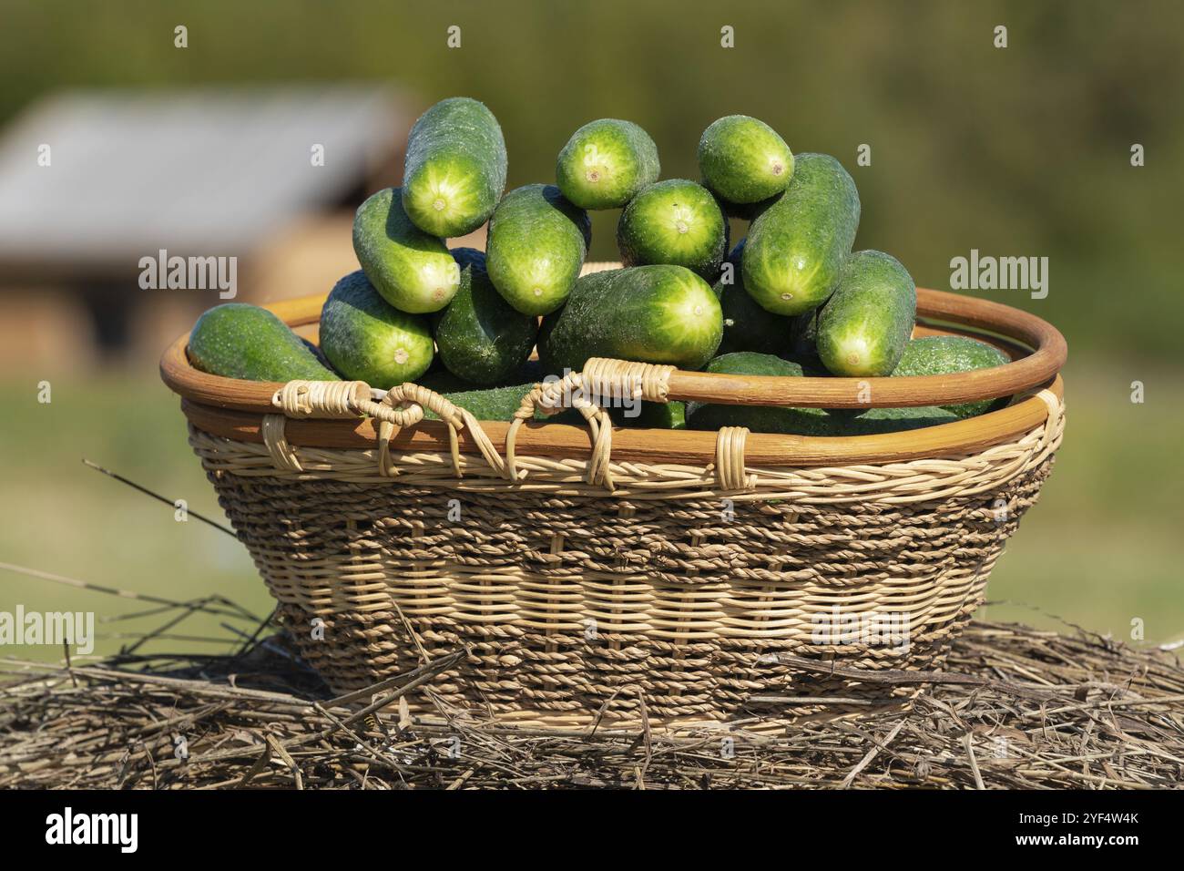 Korb mit frisch gepflückten Bio-Gurken auf dem Hintergrund der ländlichen Landschaft, Holzhaus und Wald auf dem Bauernhof. Sommer und frisch gesunde Öko Stockfoto