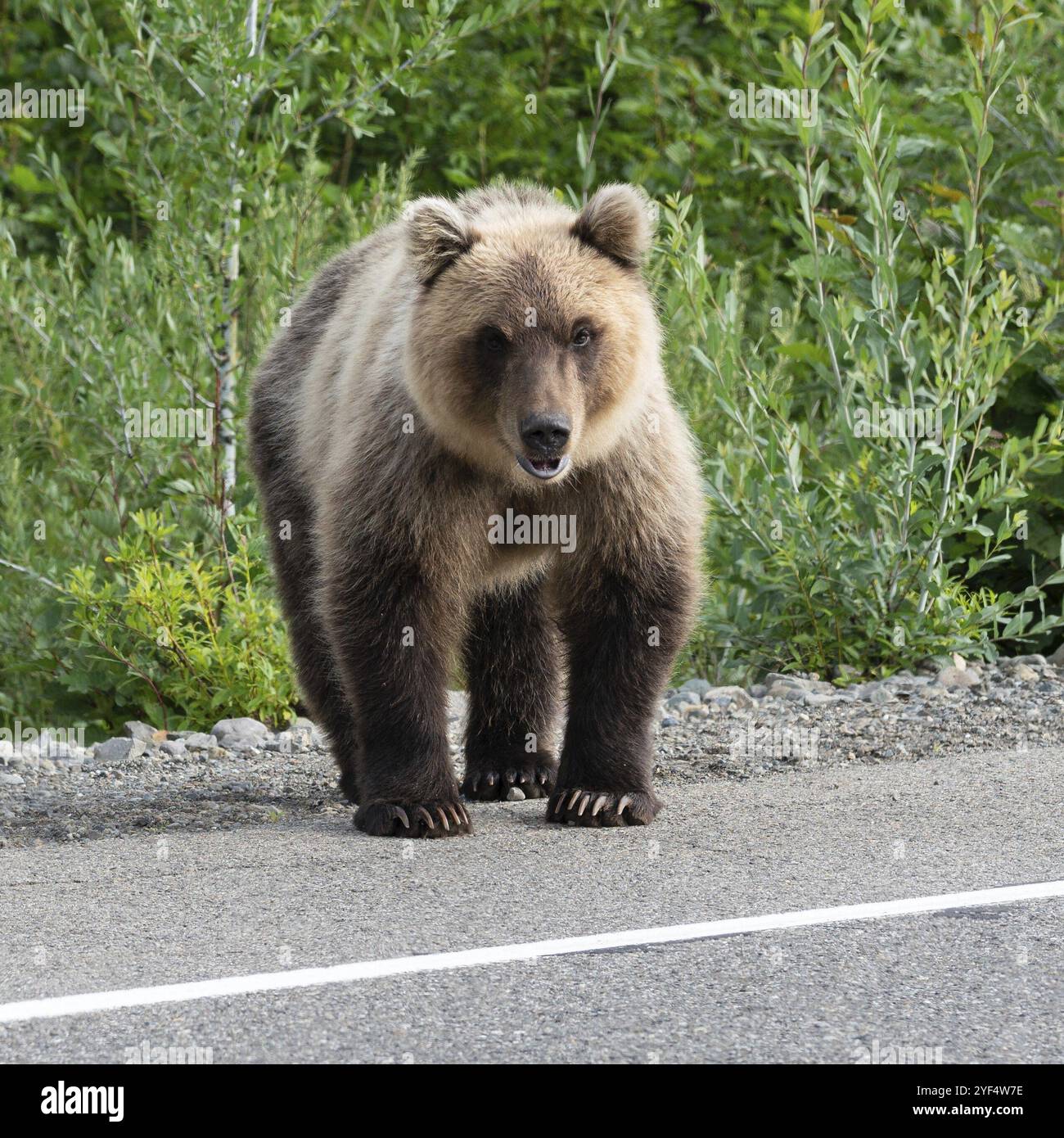 Hungrig Braunbär (Ursus arctos piscator) stehend auf strassenrand von asphaltierten Straße, schwer atmend, Sniffing und um. Kamchatka Halbinsel, E Stockfoto