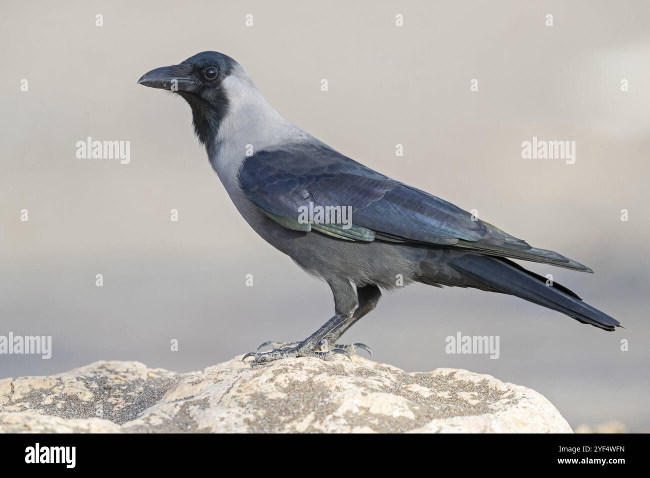 Hochglanzkrähe (Corvus splendens), Allesfresser, Gattung von Raben und Krähen, Korviden, Al Qurm Park, Muscat, Oman, Asien Stockfoto