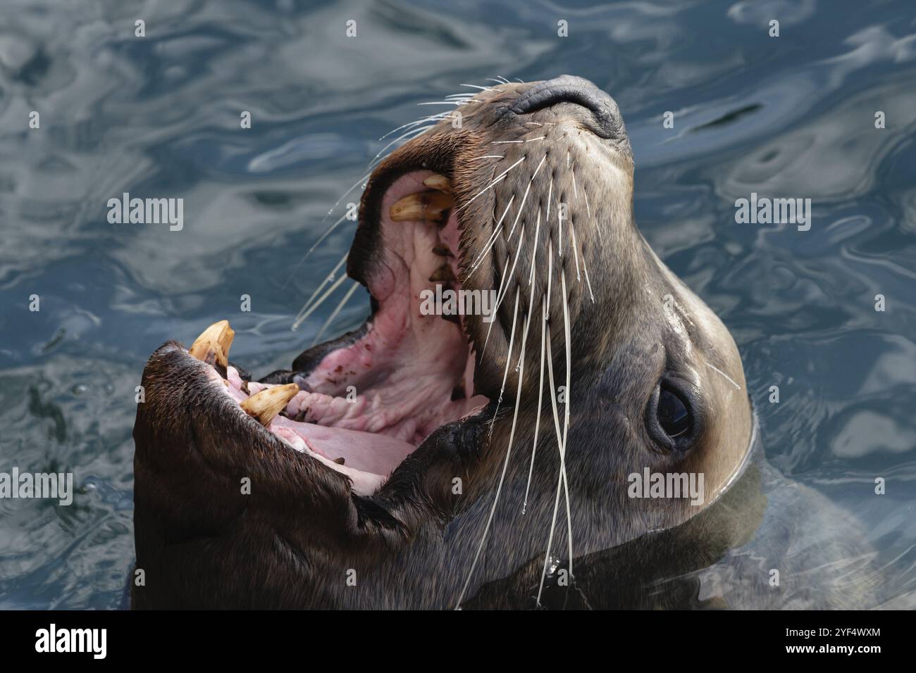 Nahaufnahme Porträt des wilden Steller Seelöwen oder Nördlichen Seelöwen (Eumetopias jubatus) mit weit geöffnetem Mund und Zähnen schwimmt im kalten Wasser Pacific O Stockfoto