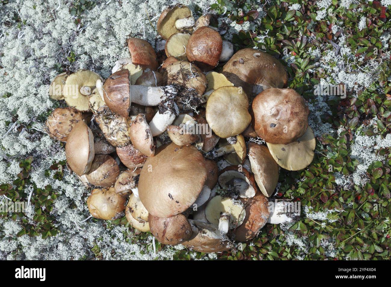 Flaches Set köstliche frisch geerntete Wildpilze in Tundra zwischen Moos und Gras. Pilze wurden in den Bergen der Kamtschatka-Halbinsel gesammelt. Euras Stockfoto