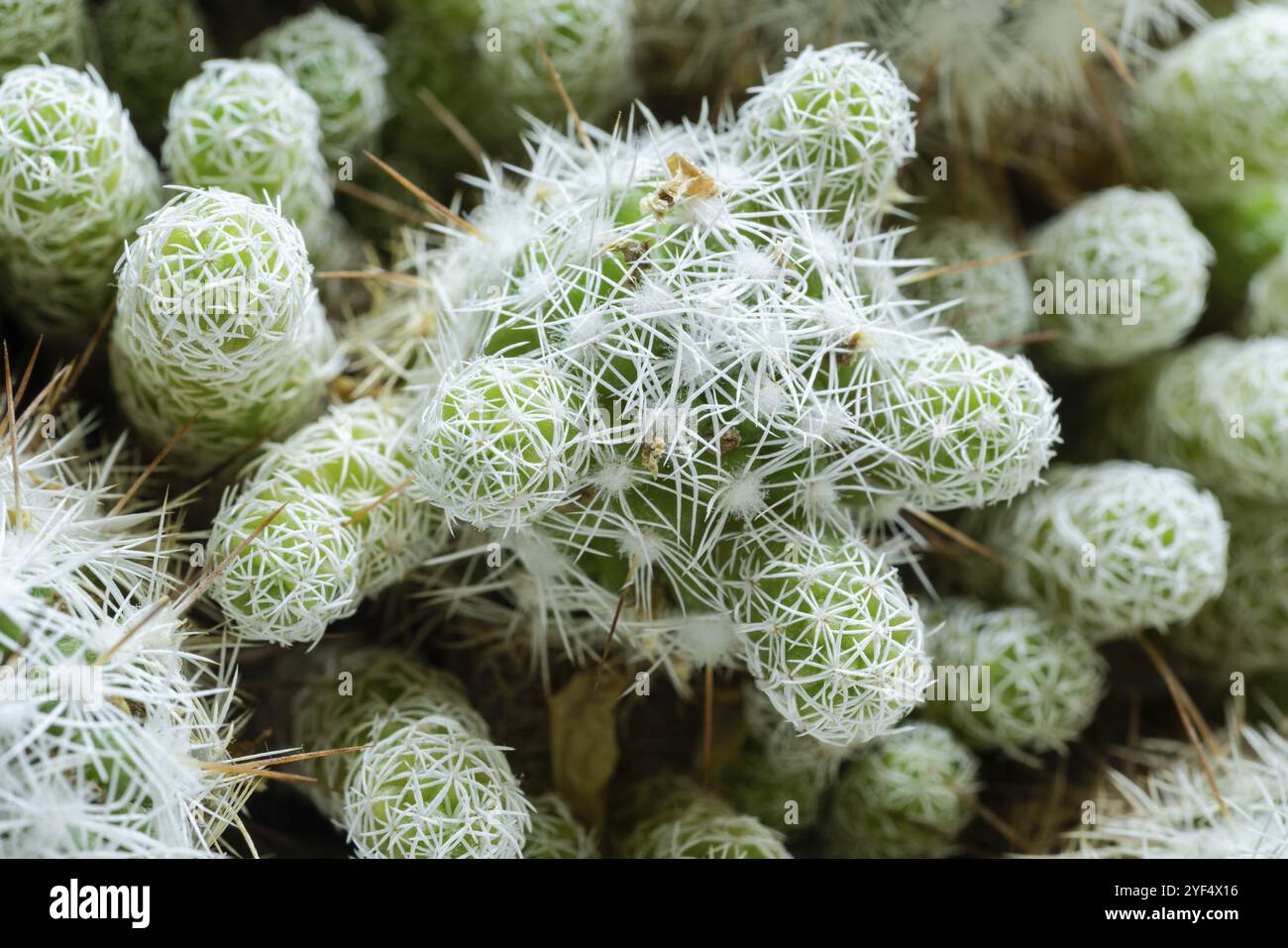 Blick von oben aus nächster Nähe schöner grüner Kakteen mit weißen Nadeln. Grüne Natur Wüste exotische Flora Stillife Konzept Stockfoto