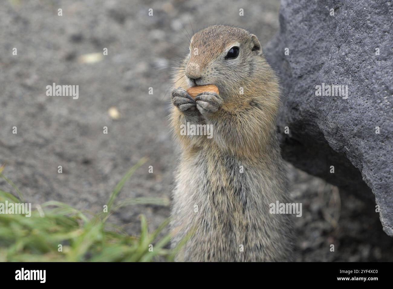 Expression arktisches Bodenhörnchen, das Mandelfutter in Pfoten isst. Niedliches neugieriges Wildtier der Gattung mittelgroßer Nagetiere der Eichhörnchenfamilie. Eu Stockfoto